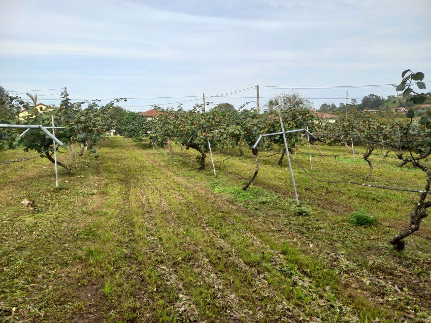 Finca edificable en Selorio   VILLAVICIOSA  (FIN