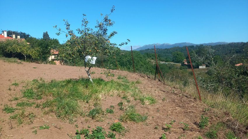 Finca Edificable y Llagar de piedra en VILLAVICIOSA  (FIN