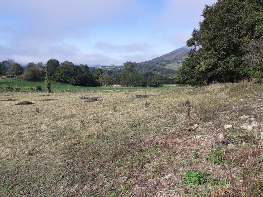 Finca edificable y parcelable en Pintueles   PILOÑA  (FIN