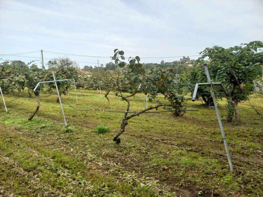 Finca edificable en Selorio   VILLAVICIOSA  (FIN
