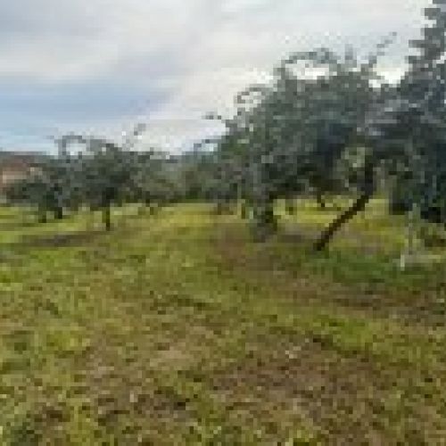Finca edificable en Selorio   VILLAVICIOSA  (FIN