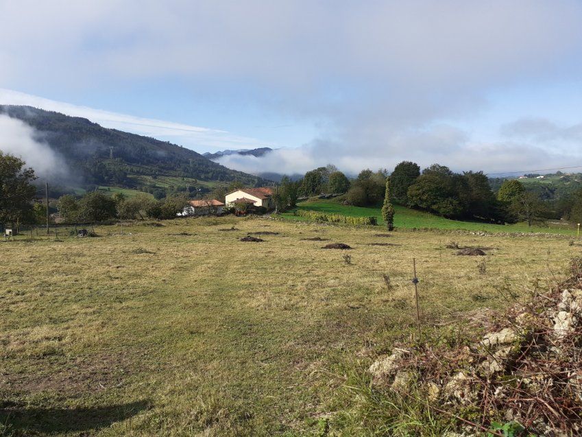 Finca edificable y parcelable en Pintueles   PILOÑA  (FIN