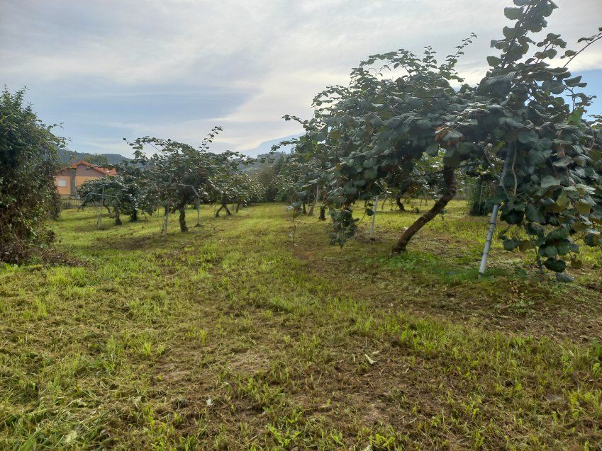 Finca edificable en Selorio   VILLAVICIOSA  (FIN