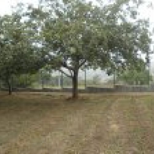 Venta de finca edificable en Villaviciosa  (FIN