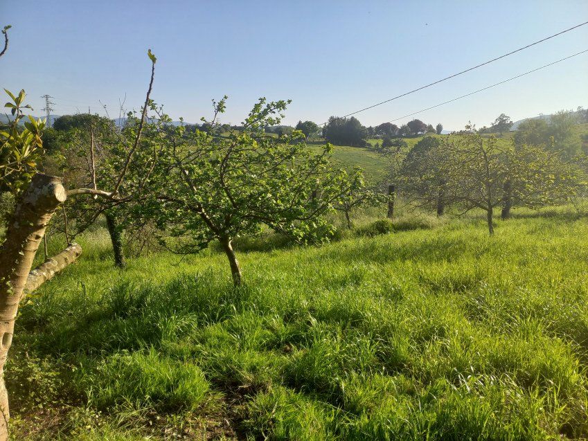 Finca edificable de 3