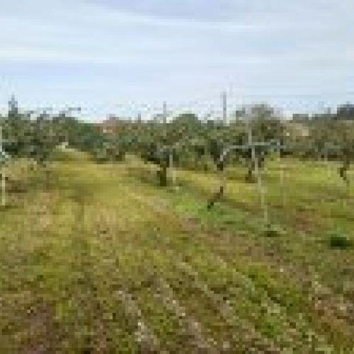 Finca edificable en Selorio   VILLAVICIOSA  (FIN