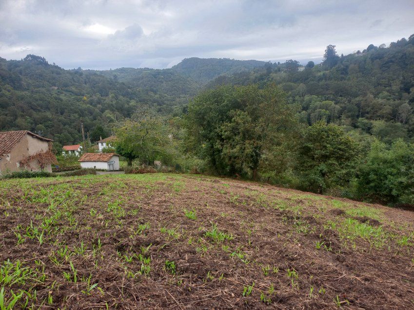 Finca edificable en CABRANES