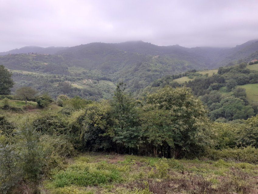 Casa, Cuadra y Llagar para rehabilitar en VILLAVICIOSA  (REAB