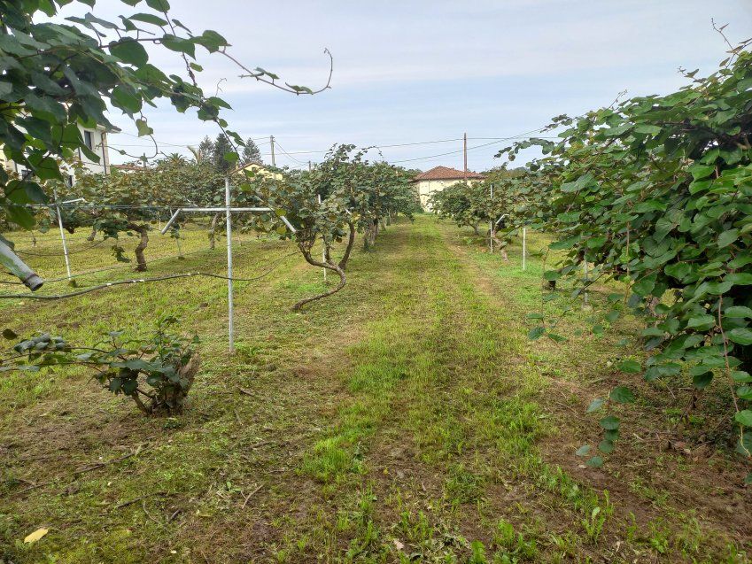 Finca edificable en Selorio   VILLAVICIOSA  (FIN