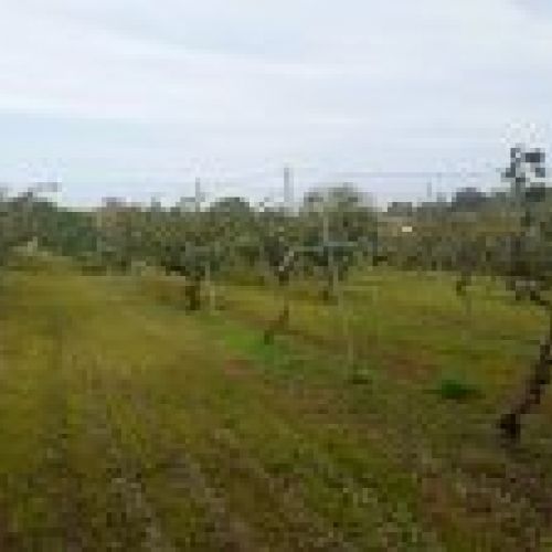 Finca edificable en Selorio   VILLAVICIOSA  (FIN