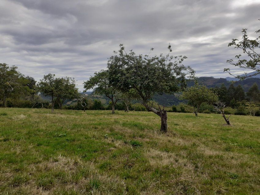 Casa de piedra independiente para rehabilitar en VILLAVICIOSA  (REAB