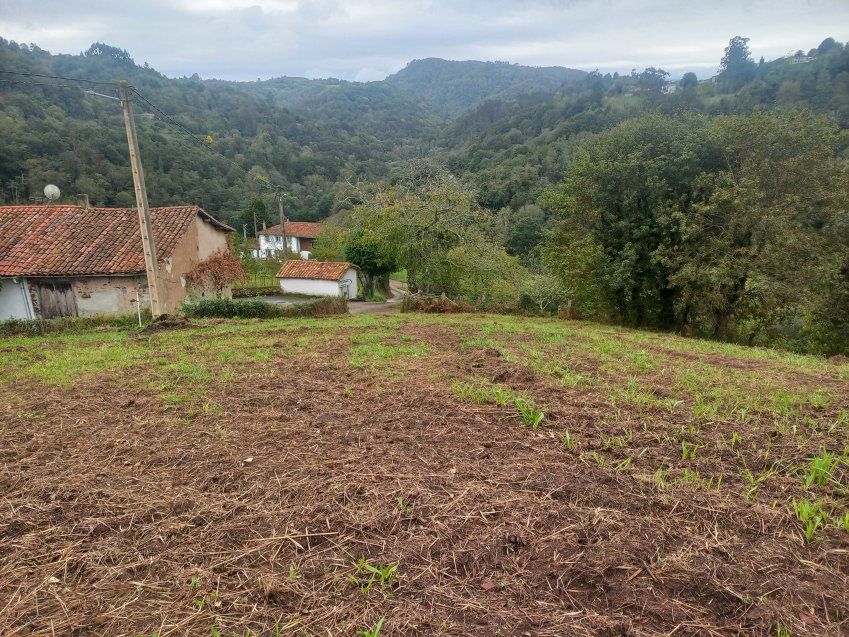 Finca edificable en CABRANES
