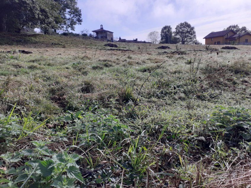 Finca edificable y parcelable en Pintueles   PILOÑA  (FIN