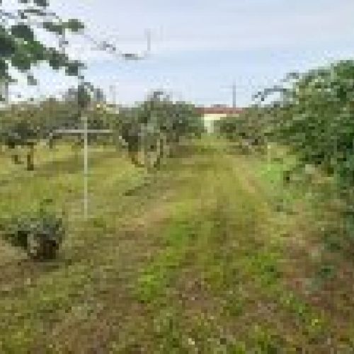 Finca edificable en Selorio   VILLAVICIOSA  (FIN