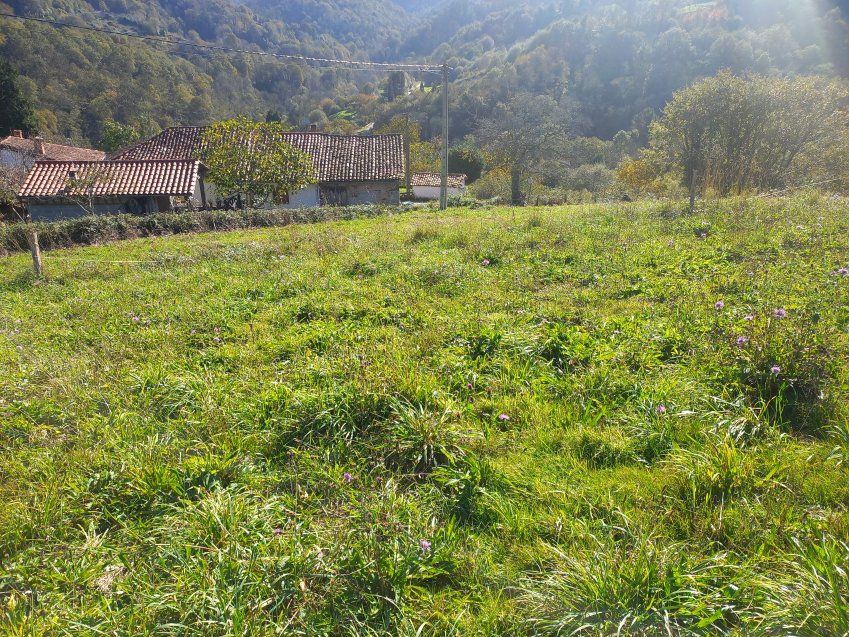 Finca edificable en CABRANES  (FIN
