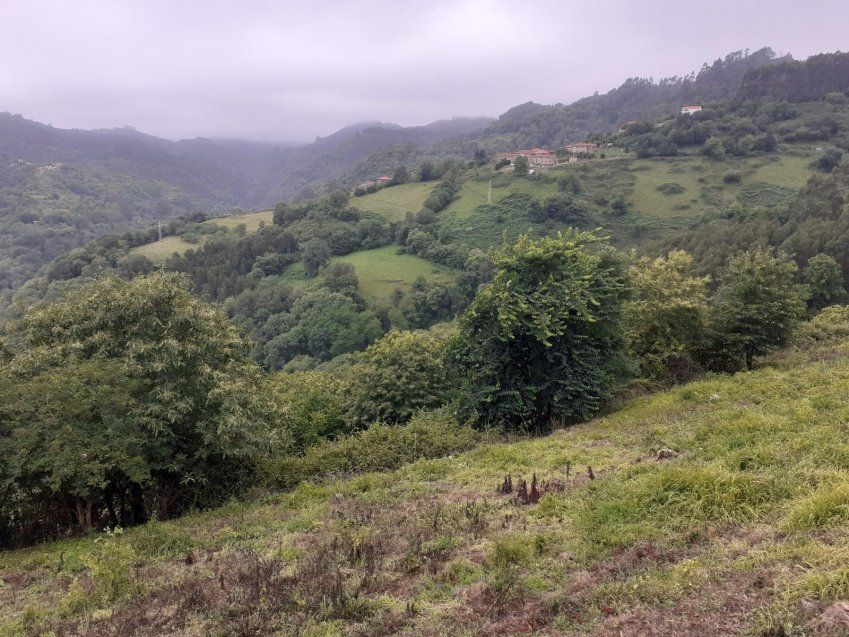 Casa, Cuadra y Llagar para rehabilitar en VILLAVICIOSA  (REAB