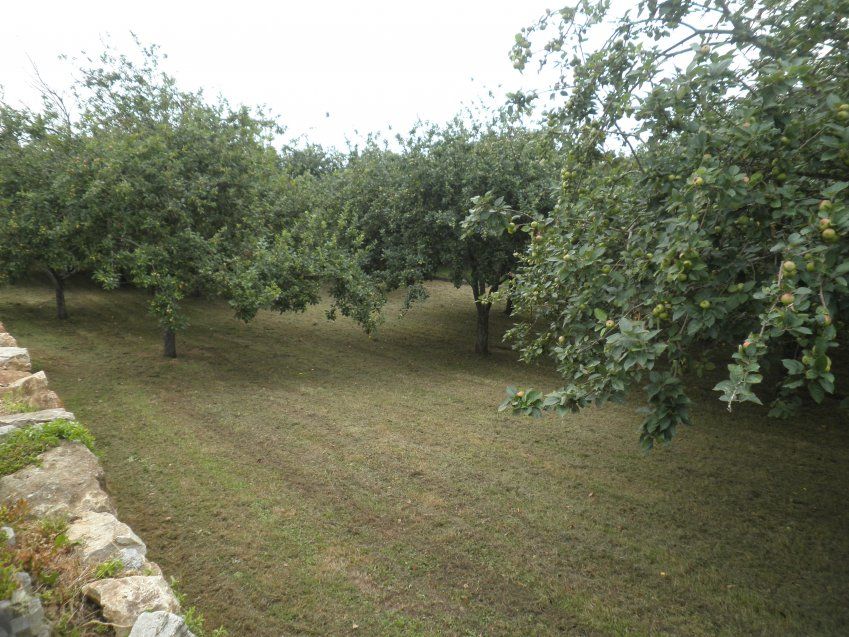Venta de finca edificable en Villaviciosa  (FIN