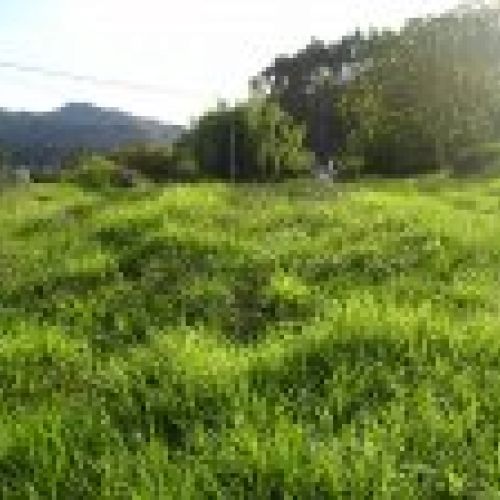Finca Edificable en El Puntal   VILLAVICIOSA  (FIN