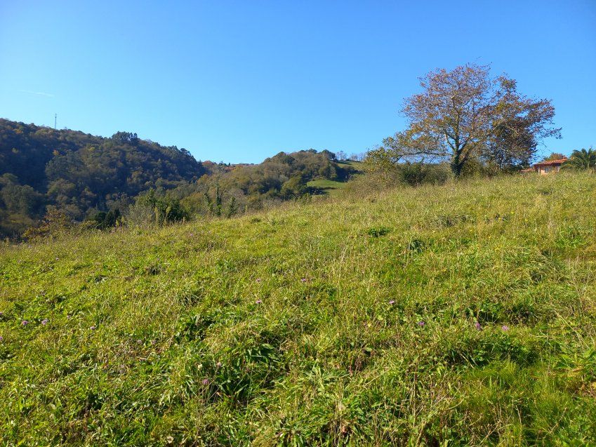 Finca edificable en CABRANES  (FIN