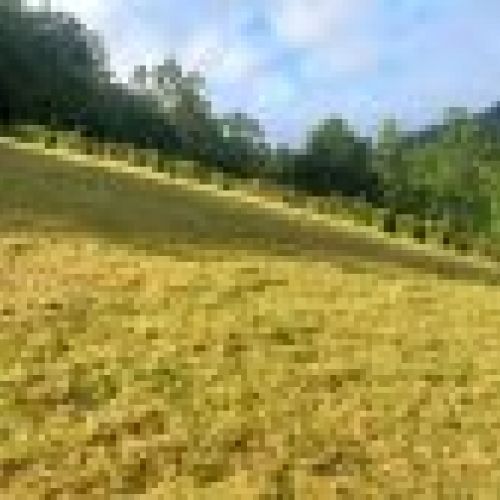 Finca edificable en VILLAVICIOSA  (FIN