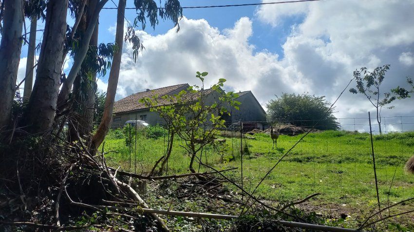 Casa de piedra con Cuadras y Llagar para reformar en Quintueles VILLAVICIOSA (REAB