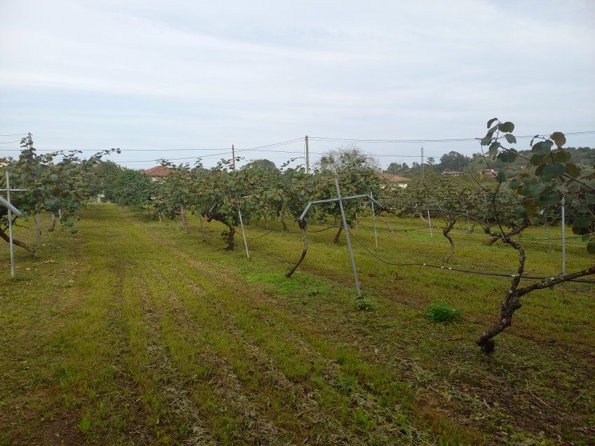 Finca edificable en Selorio   VILLAVICIOSA  (FIN