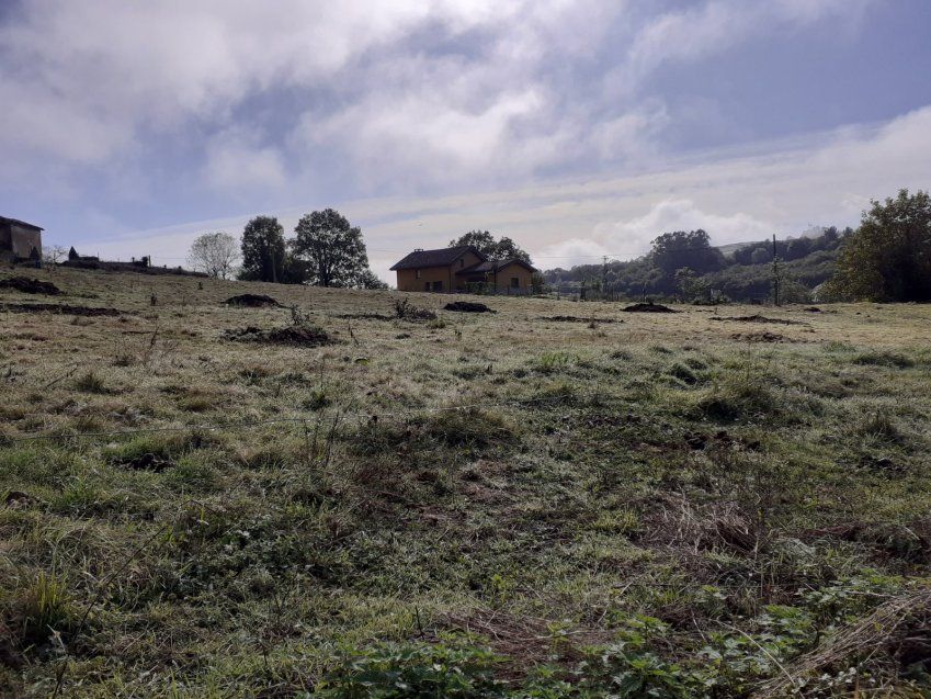 Finca edificable y parcelable en Pintueles   PILOÑA  (FIN