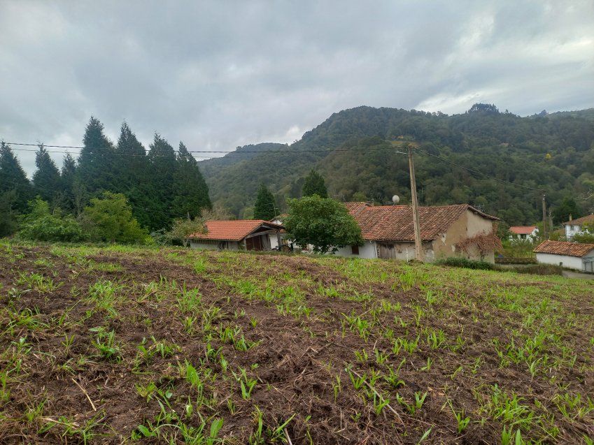 Finca edificable en CABRANES