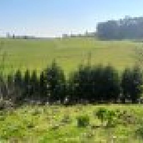 Finca edificable de 630m2