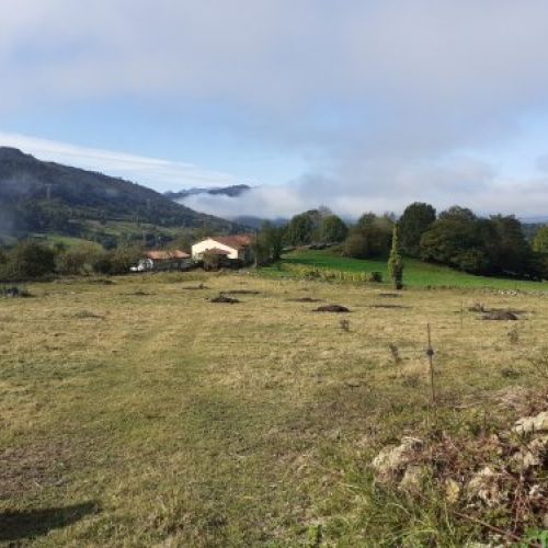 Finca edificable y parcelable en Pintueles   PILOÑA  (FIN