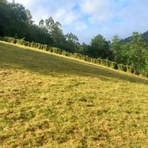 Finca edificable en VILLAVICIOSA  (FIN